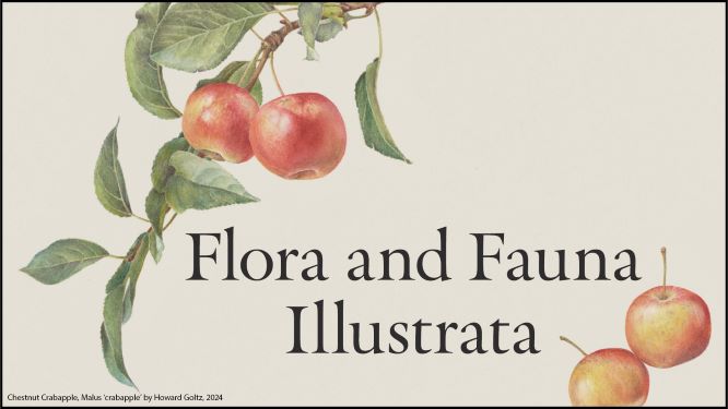 illustration of apples and the words "Flora and Fauna Illustrata"