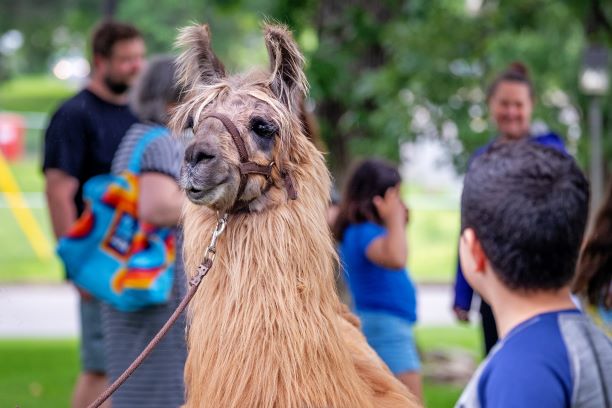 a llama outside on a sunny day surrounded by people
