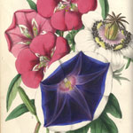 Spencer Natural History Collection